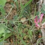 Astragalus incanus Flor