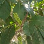 Inga laurina Leaf