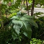 Ricinus communisYaprak