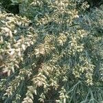 Baccharis spicata Цвят