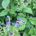 Strobilanthes attenuata Flower