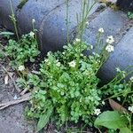 Cardamine flexuosa Hábito