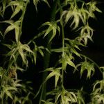 Stenanthium gramineum ফুল