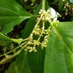 Miconia albertobrenesii 果實