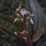 Aciotis purpurascens Flower