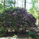 Rhododendron trichanthum Habit