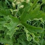 Heracleum sphondylium Hoja