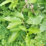 Elaeagnus multiflora Blad