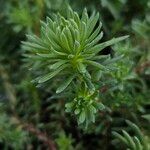 Petrosedum forsterianum Leaf