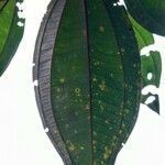 Miconia mirabilis List