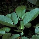 Bryophyllum pinnatum Coajă