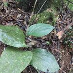 Prescottia stachyodes Hoja