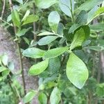 Salix cinerea ഇല