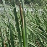 Typha orientalis Flower