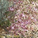 Limonium insigne Habit