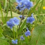 Cynoglossum amabile Λουλούδι