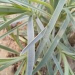 Dianthus arrostoi Leaf