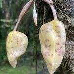 Stanhopea wardii Virág