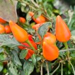 Capsicum frutescens ഫലം