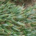 Phyllostachys viridis 葉