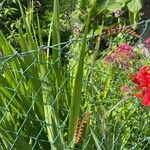 Crocosmia paniculata برگ