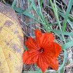 Cordia sebestena Flors