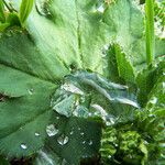 Alchemilla subcrenata Feuille