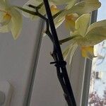 Dendrobium nobile Квітка