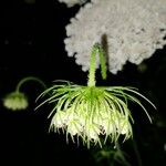 Daucus carotaFlower