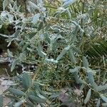 Eucalyptus globulus List