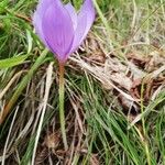 Crocus ligusticus Агульны выгляд