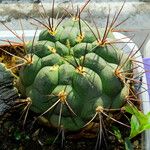 Gymnocalycium pflanzii পাতা