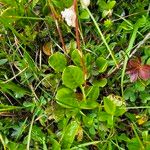 Pyrola rotundifolia Yaprak