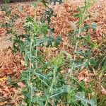 Lactuca serriola Habitus