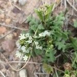 Limonium lobatum പുഷ്പം