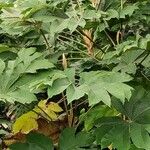 Tetrapanax papyrifer 形态