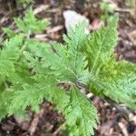 Artemisia suksdorfii Leaf