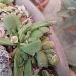 Glottiphyllum oligocarpum List