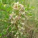 Himantoglossum hircinumFlower