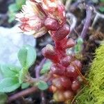 Sedum atratum Leaf