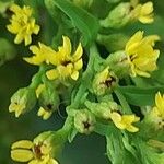 Euthamia graminifolia Fleur