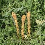 Orobanche elatior Flower