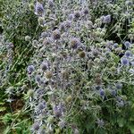 Eryngium planum 整株植物