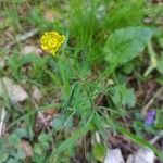 Ranunculus auricomusÇiçek