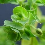 Euphorbia falcata 花