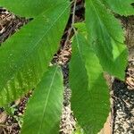 Castanea sativaList