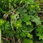 Alchemilla acutiloba Φύλλο