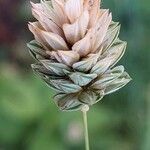 Phalaris canariensis Fruto