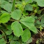 Potentilla sterilis ഇല