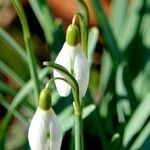 Galanthus nivalis 花